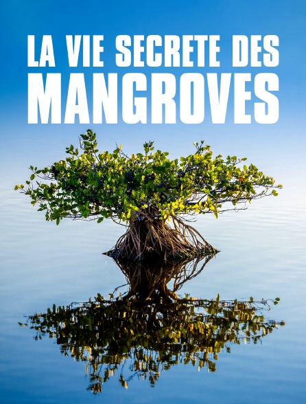 La vie secrète des mangroves