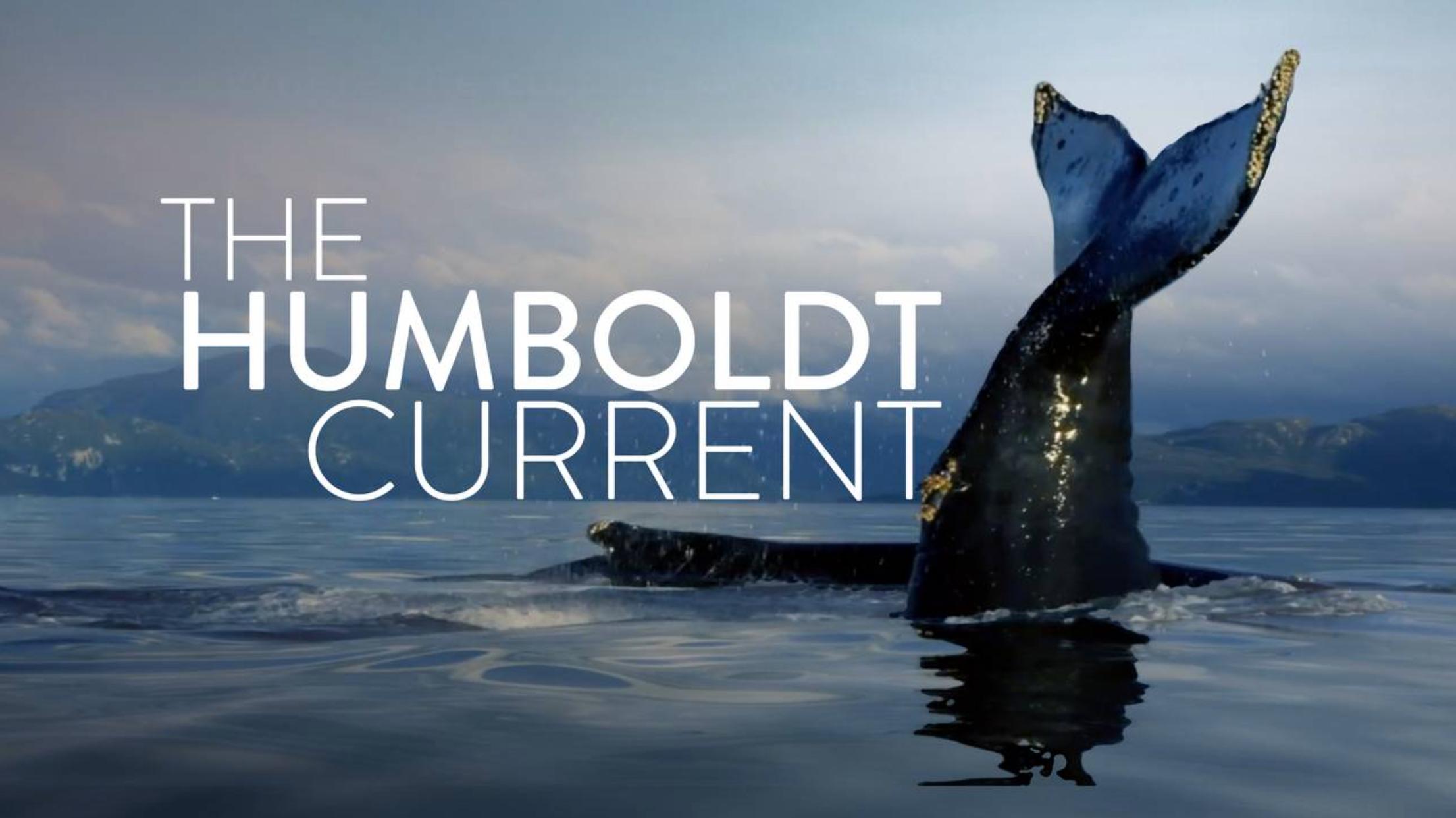 Le courant marin de Humboldt