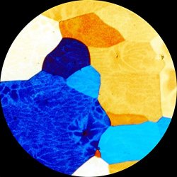 Golden Retriever - Capablanca