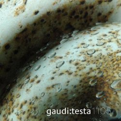 Gaudi Testa - Gaudi:Testa 1105 - Continvvm