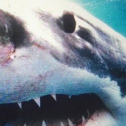 , Sido - Haste nich gesehen [Explicit]