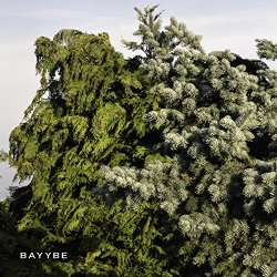 03-bilo 503 - Bayybe 03