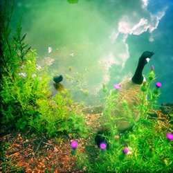 Taught by Animals - Witch Way to Inner Trails