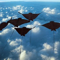 Taught by Animals - Possible Future Eden