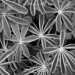 Some Tears Fall Dry - Two Weeks