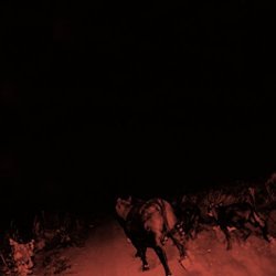 Bambara - Shadow on Everything [Import belge]