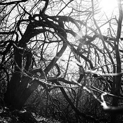 Looney Roots - From Roots We Rise - Remixed