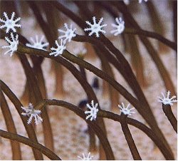 Medeski Martin & Wood - Farmer's Reserve [Us Import] by Martin and Wood Medeski (2004-11-02)