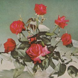 White Poppy - When I'm Gone