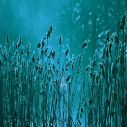 MNI8000  Shambala Networks - Murder (3)