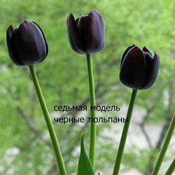   - Black Tulips