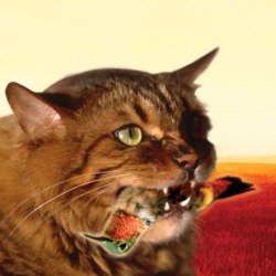 Guster - The Meowstro Sings: Guster's Keep It Together